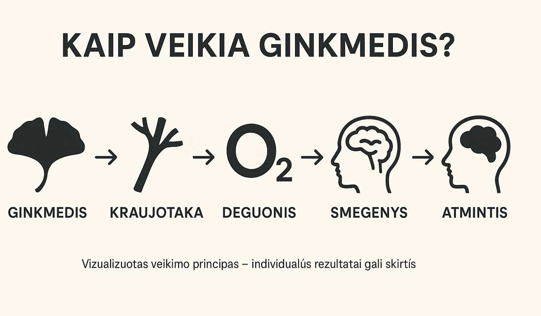 kaip veikia ginkmedis